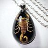 Real Scorpion Necklace, Insect Jewelry Wholesale