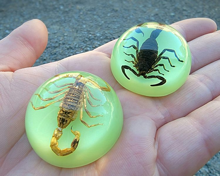 Real Scorpion in Lucite, Real Scorpion Fridge Magnet, Wholesale Scorpion Gifts