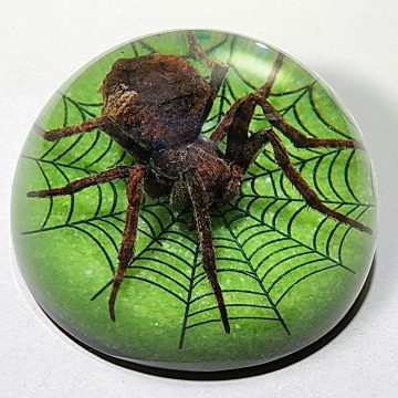 Wholesale bug in Resin, Real Spider Paperweight with Web