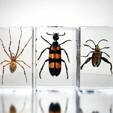 Wholesale Bugs in Resin, Wholesale Insects in Resin, Lucite Bugs