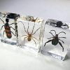 Wholesale Bugs in Resin, Wholesale Insects in Resin, Lucite Bugs