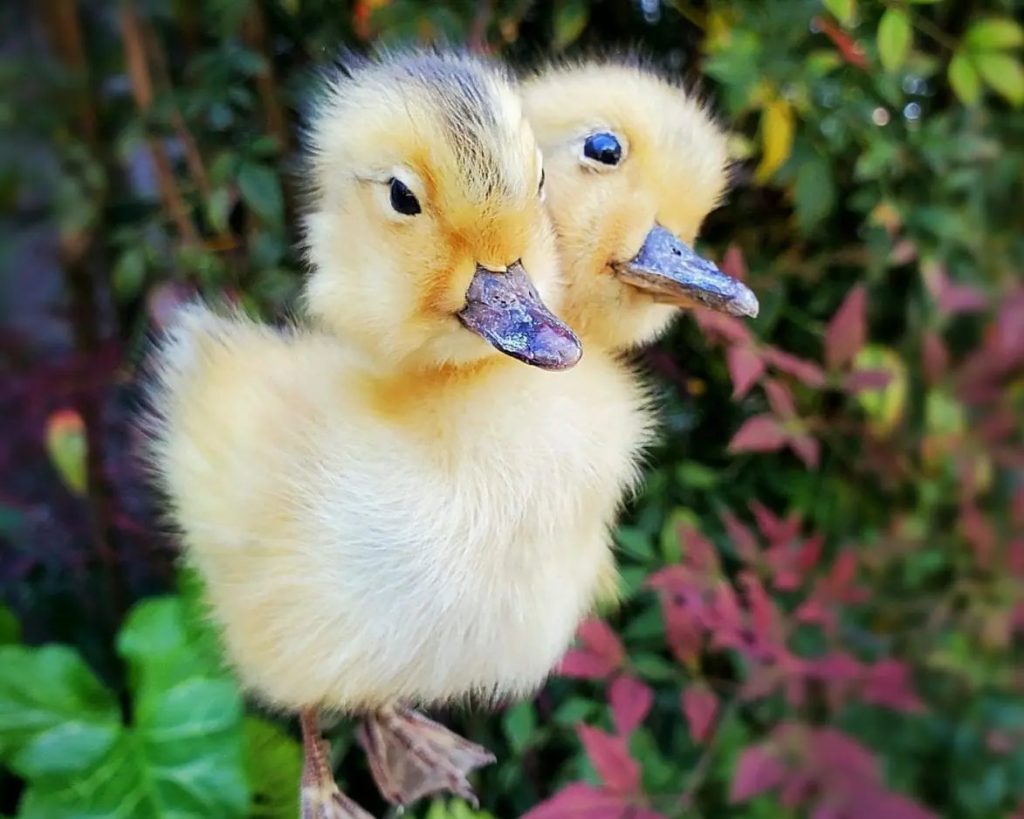 Two Headed Yellow Taxidermy Duckling, Taxidermy Baby Duck, Anas ...