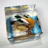 Real Crab Diorama, Fiddler Crab in Resin