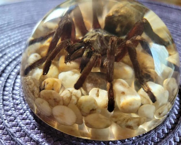 Real Tarantula in Resin, Spider Paperweight Wholesale