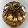 Real Tarantula in Resin, Spider Paperweight Wholesale