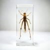 Locust In Resin, Grasshopper, Insects In Resin Wholesale