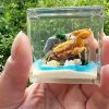 Real Crab Diorama, Fiddler Crab in Resin