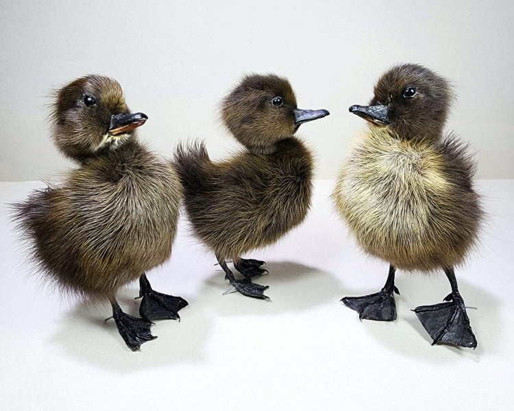Wholesale Taxidermy Duckling, Oddities Curiosities, Brown
