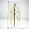 Insects In Resin, Walking Stick, Stick Insect