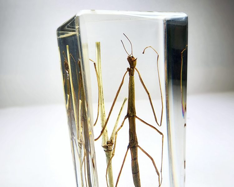 Insects In Resin, Walking Stick, Stick Insect