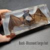 Discount Bat in Resin, Real Bat In Resin, Preserved Wholesale Bat
