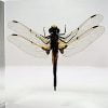 Insects In Resin, Real Dragonfly In Resin