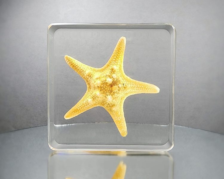 Real Starfish in Resin, Aquatic Specimens, Ocean Decor