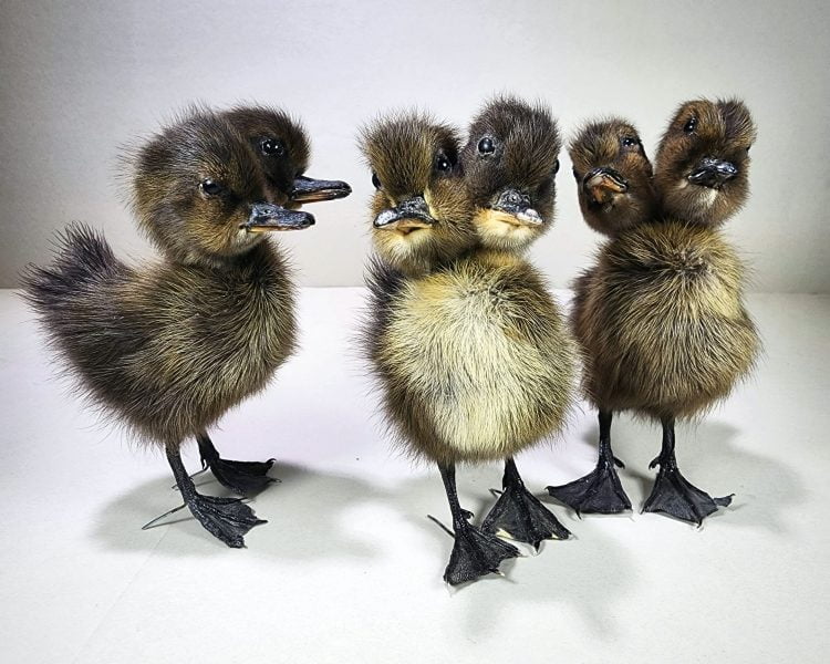 Wholesale 2 headed taxidermy ducking, 2 headed duck, two headed wholesale oddities