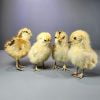 Taxidermy Chick, Wholesale Oddities, Wholesale Taxidermy Baby Chick