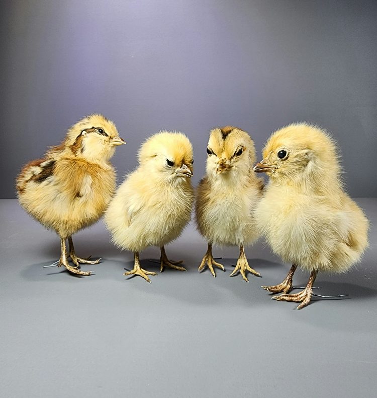Taxidermy Chick, Wholesale Oddities, Wholesale Taxidermy Baby Chick