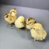 Taxidermy Chick, Wholesale Oddities, Wholesale Taxidermy Baby Chick