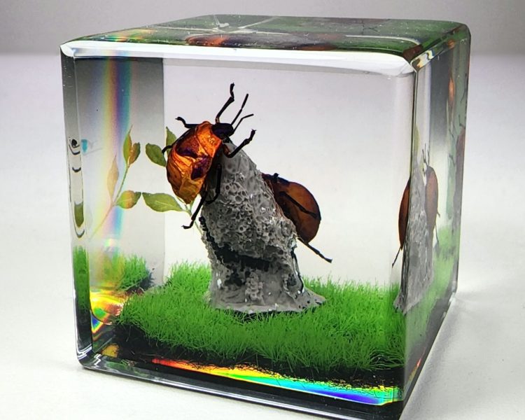 Real Insect Diorama, Bugs In Resin Display, Insect Gifts