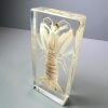 Large Mantis Shrimp in Resin, Preserved Mantis Shrimp