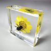 Insect Gifts, Real Honey Bee on Flower, Bugs In Resin